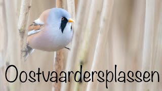 Vogels Oostvaardersplassen (01-04-2024)