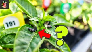 ChilliChump Garden Update, Pepper X & eBay/Etsy Experiment, CCSK2024 Progress  - May 2024