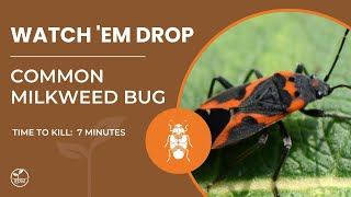 Common Milkweed Bug Killed in 7 Minutes | Protection Plus Contact Kill
