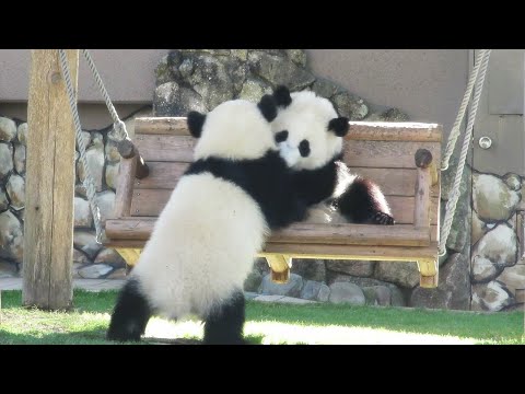 【アドベンチャーワールド🐼】めっちゃ可愛い♥ ブランコでじゃあって、転がる瞬間が最高です🐼 最強の双子パンダ♥ 永久に残したい映像🐼 #桜浜 #桃浜