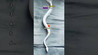 *Ranking Cute Snake Moments*