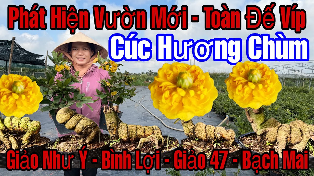 28/2☎️0966569508☎️🌲Mai Vàng Giá Rẻ🌲Giảo Như Ý-Bình Lợi-Giảo 47HT-Bạch Mai-Nhị Ngọc Toàn...🌲