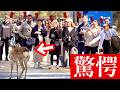「これ何?!」初めて日本で鹿に触れて外国人観光客も驚愕！