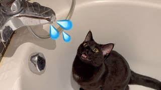 Talkative cat Mia asks to turn on the water in bath... and she enjoys the water very much