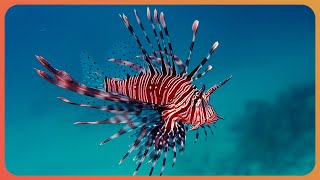 THE TOXIC CREATURES OF THE DEEP OCEAN