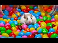 Diy rainbow hamster maze with colorful candies  hamster escapes in real life