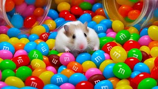 DIY Rainbow Hamster Maze with Colorful Candies | Hamster Escapes in Real Life