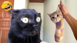 The FUNNIEST Dogs and Cats Shorts Ever 🐣🐶 You Laugh You Lose 🤣Part 21