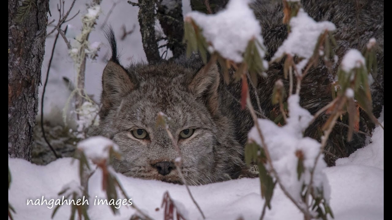 robert badine trespassing