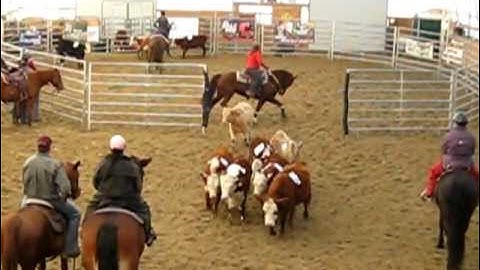 Morgan Horse Power (Perfect Run Ranch Sorting Run)