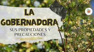 PLANTA LA GOBERNADORA O CHAPARRAL: Para Qué Sirve