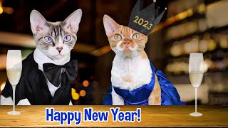 Cats Celebrate The New Year by The Rockstar Cats 135 views 1 year ago 58 seconds