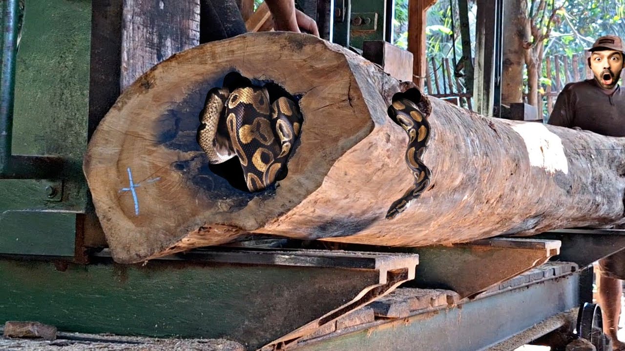 The process of sawing old teak logs to make square beams for ...