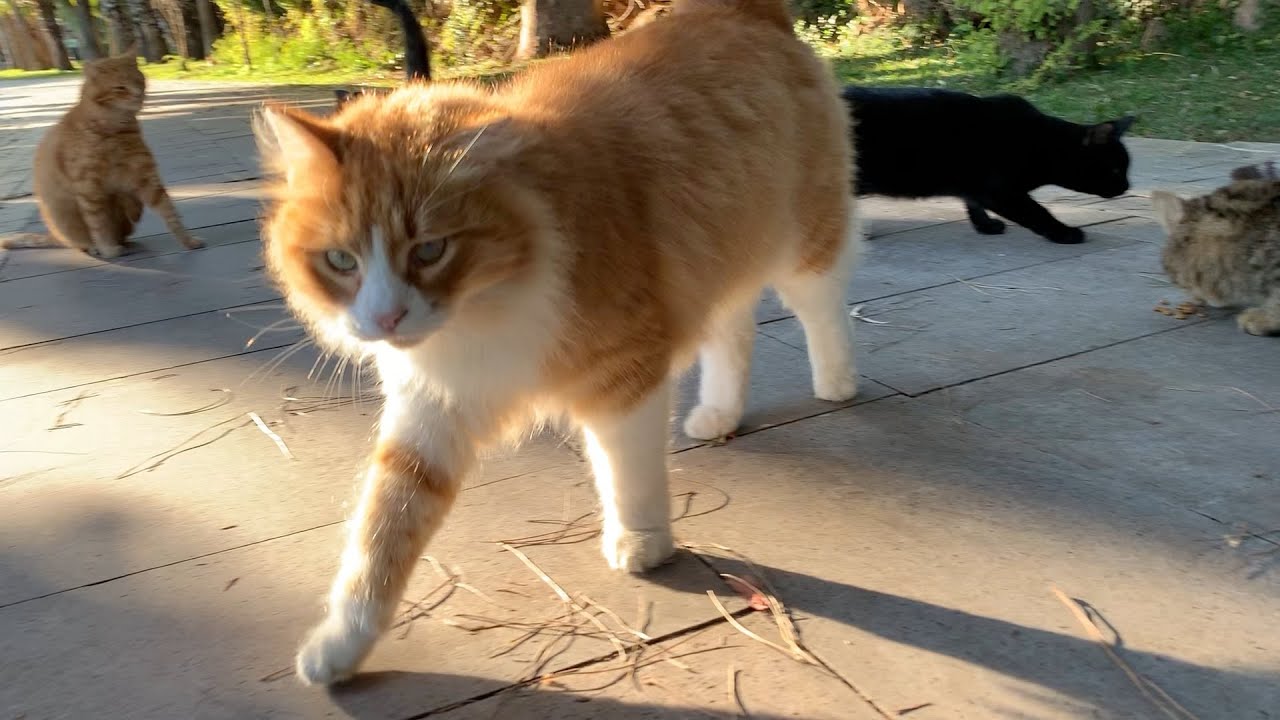 Alpha cat scares the other cats