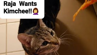 Cat Reaction: My Cat Wants Kimchi!? by Frolicking Felines 229 views 6 months ago 57 seconds