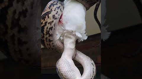 Snake eating a large bird from the roof gutter in Australia. Part 2