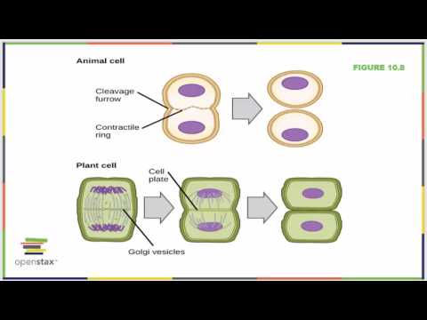 Bio 181 Chapter 10 OpenStax