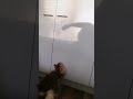 Playing with shadow. Playful Maine Coon kitten Lola.