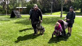 Chilli z Jukasu  obedience training  2 years