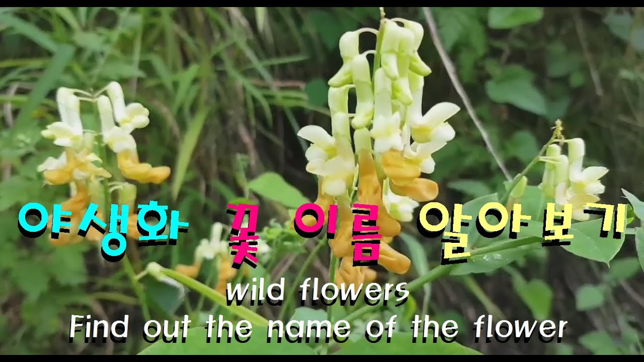 한국 야생화 꽃이름 9종 알아보기 9 Types of Wild Flower Names in Korea YouTube