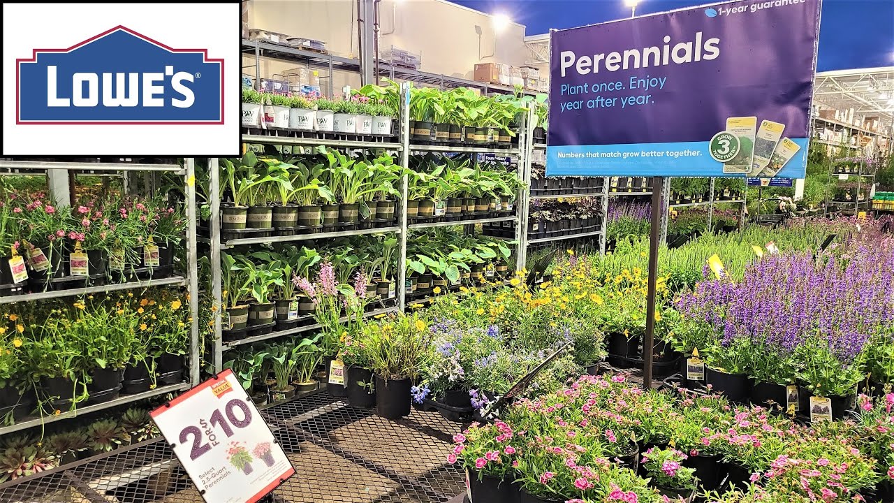 Lowes Garden Center Perrenial Sale! May 19Th Thru June 1St 2022. Comparison Of Proven Winners Salvia