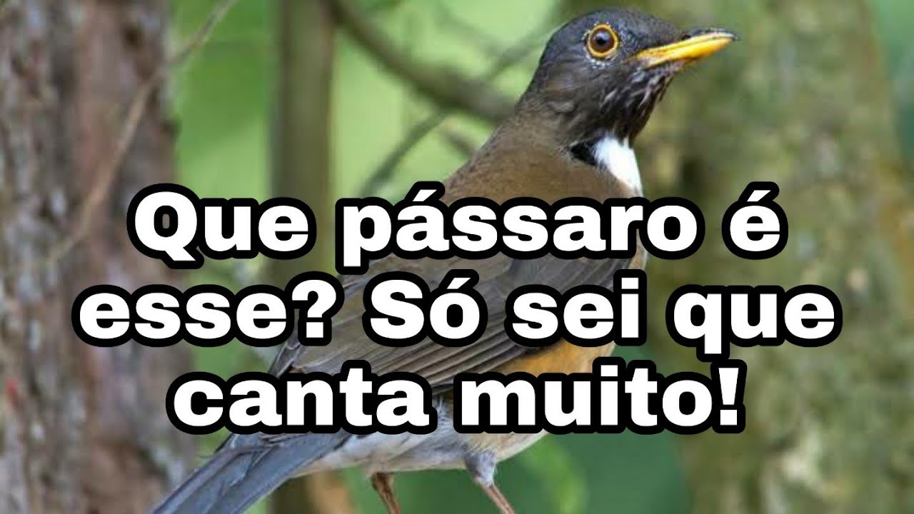 E Que Passarinho Que Voa Nao Quer Saber De Gaiola