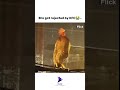 Daily shorts: Bro got rejected by KFC😭.. #memes  #shorts #dog #funny #ghost #viral