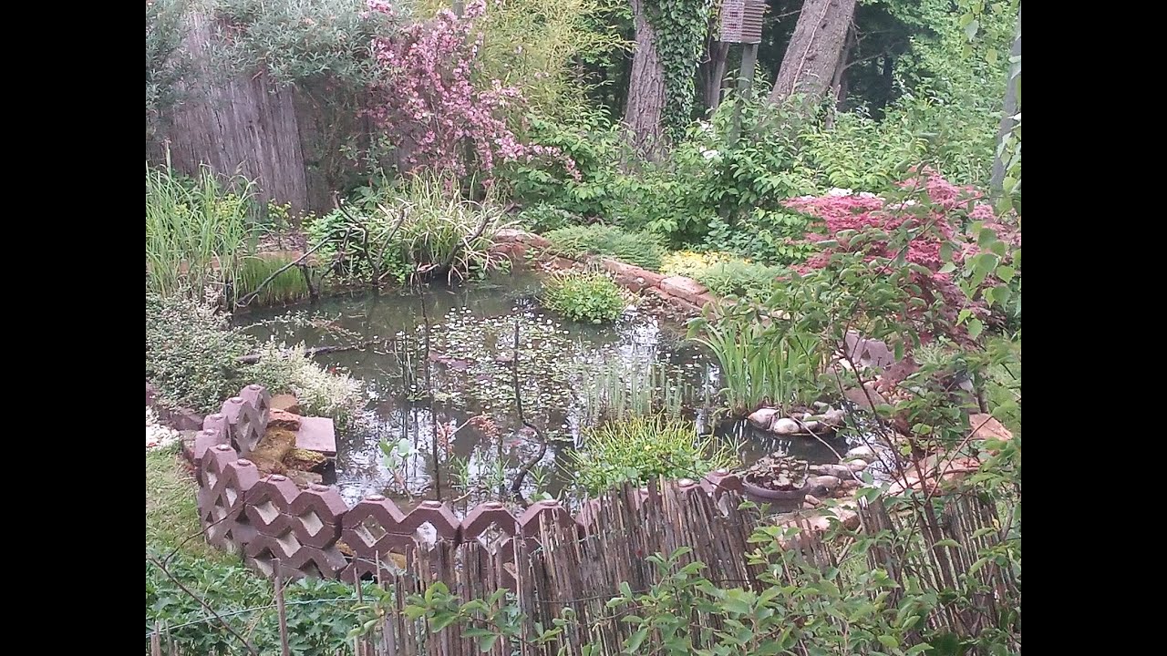 Vrtni ribnik Vs. vrtna mlaka (brez filtra in črpalke) - YouTube