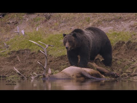 Grizzly Bear Elk Carcass Sequence | Yellowstone in 4K | Inspire Wild Media