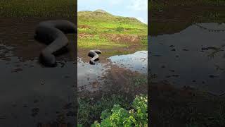 anaconda🐍 snake in water #anaconda #snake #anaconda #anacondaattack