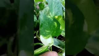Pin your pothos, make them lush! #shorts