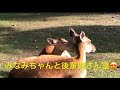 鹿活444 東大寺境内で、鹿のみなみちゃん親子とその後輩鹿さん親子。