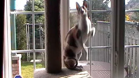 Video 1835771: cornish rex cat playing