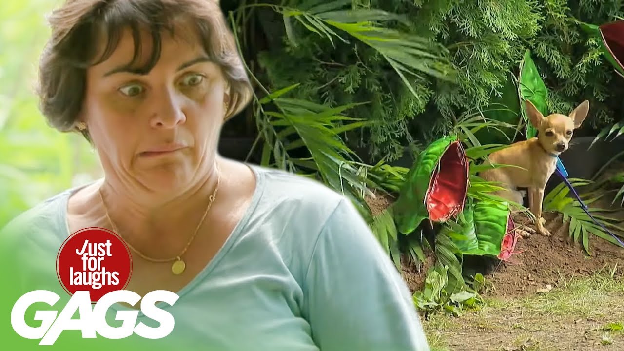 Mäsožravá rastlina zožrala psíka