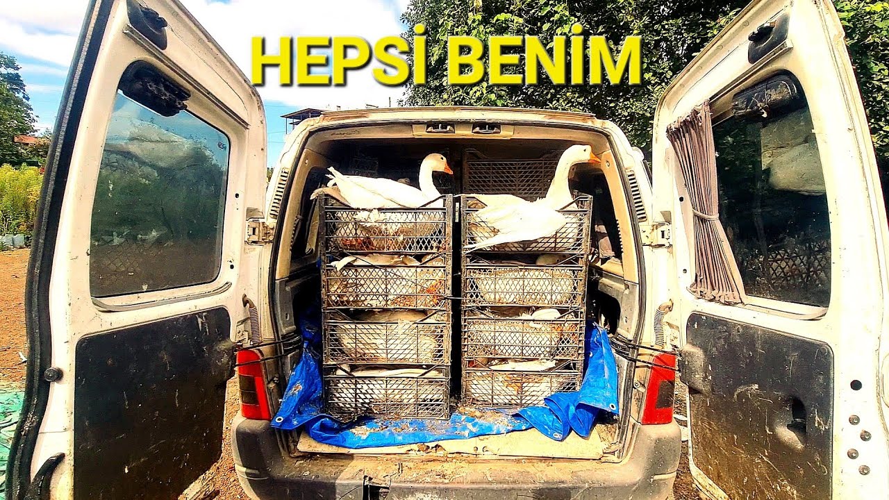 Bu Kazlar Beş Para Etmez!-/ 35 Tane Sevmediğim Kaz Aldım?#lindakazı #çorumkazı #kazçiftliği