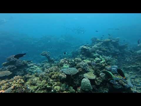 Flynn Reef - 22.06.2026 | Entry #43