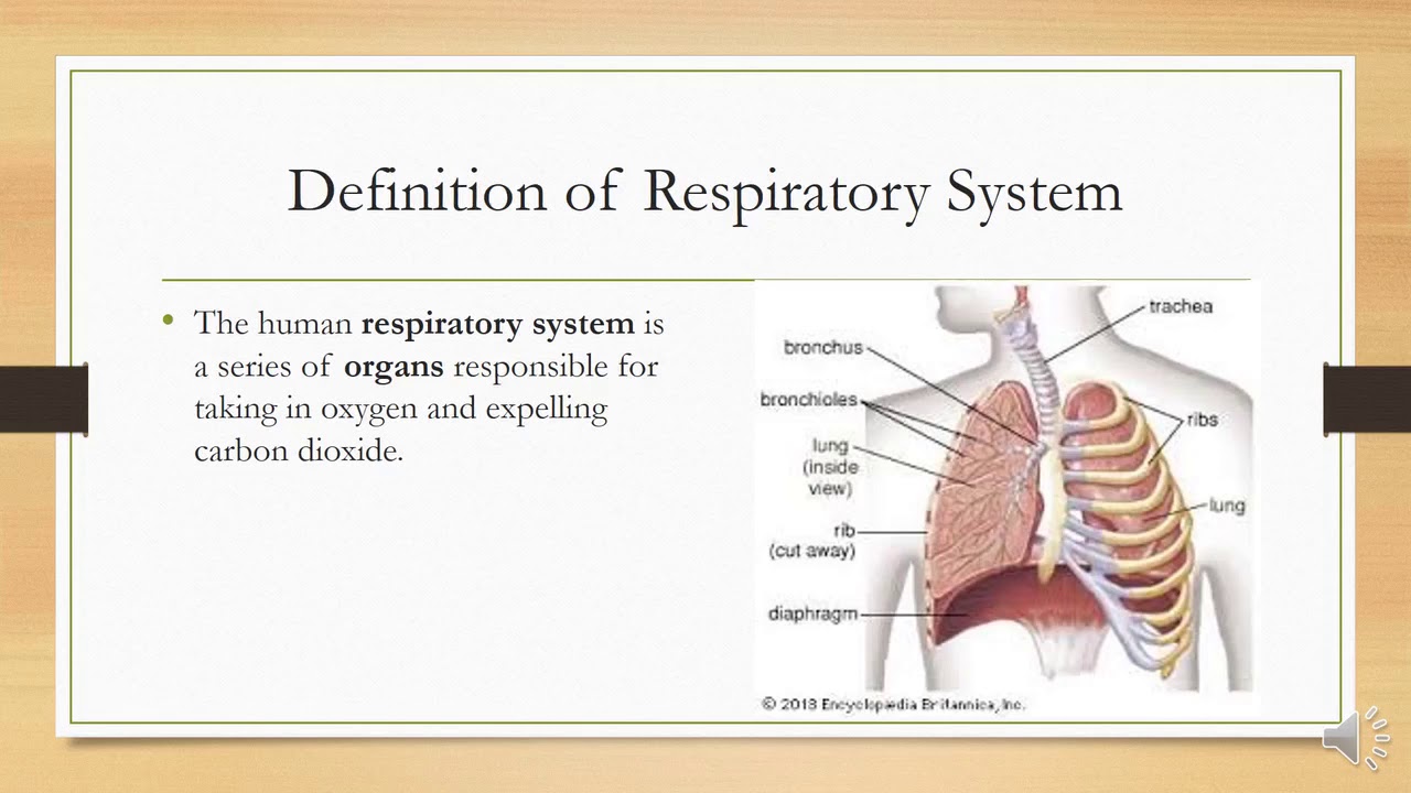 Grade7 Science Lesson 4 Respirator System YouTube