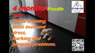 4 months Poodle with Toilet training, Bites toes and dress, Barking and Jumping problems by Stanley Koh 51 views 1 year ago 2 minutes, 24 seconds