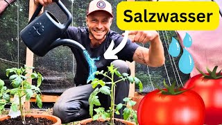 TOMATEN mit SALZWASSER gießen  Deshalb solltest DU das unbedingt machen!