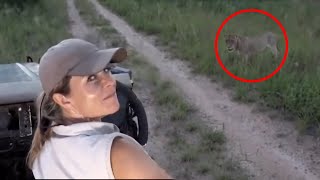 6 Lion Encounters That Will Give You Chills (Part 2)