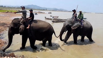 Voi hồ lăk Đăk Lăk