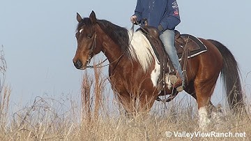 SC Docs Little Lady - trail! - ValleyViewRanch.net