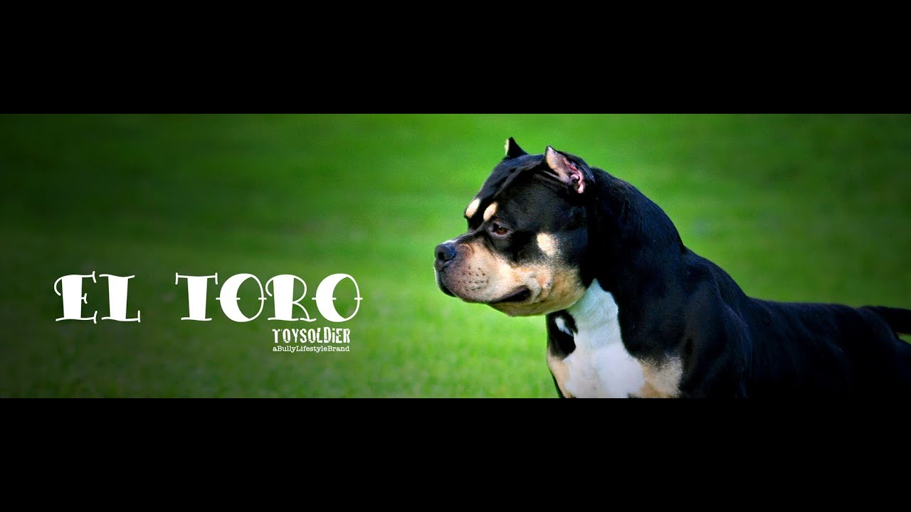 American bully el toro