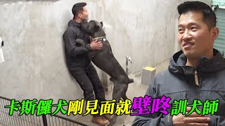 妻子每週花200萬韓元養狗伙食没狗好的丈夫請訓犬師制裁妻子结果狗子先壁咚了訓犬師