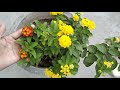 Know all about Lantana Camara plant