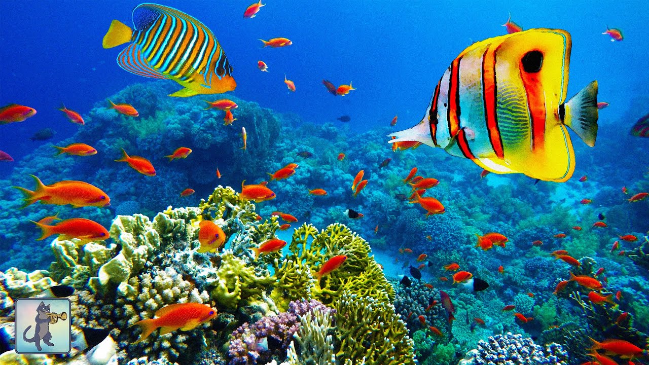 A stunning ocean view with beautiful coral reef fish 🐠 three