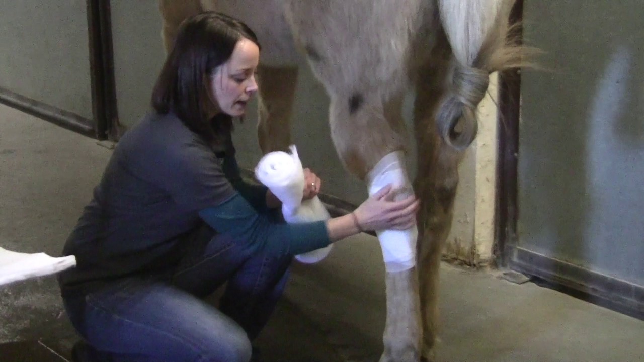 Hock Bandage YouTube