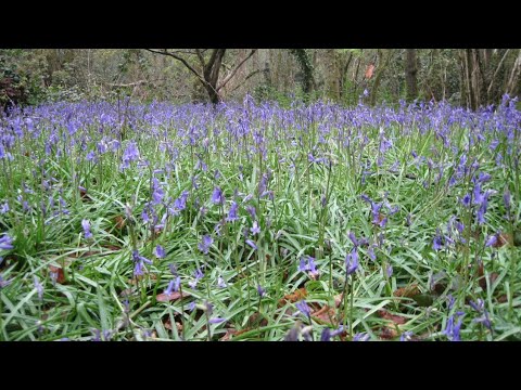 The difference between English and Spanish Bluebells