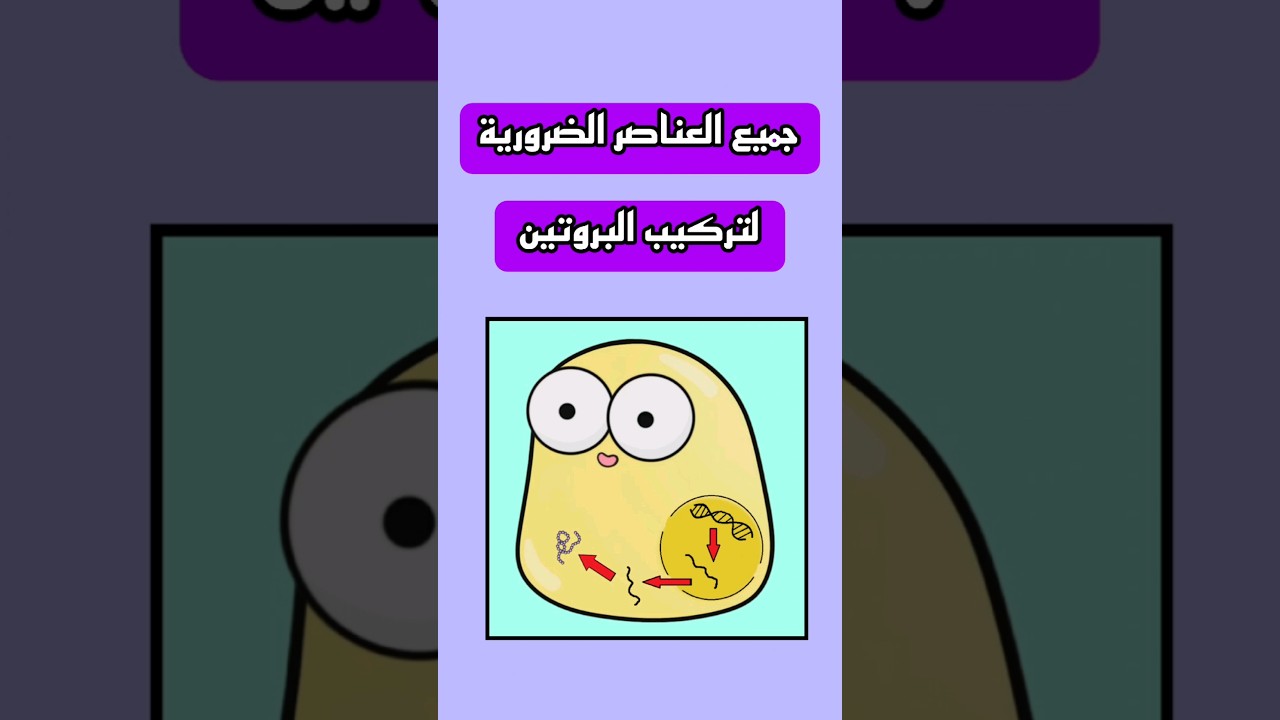 جميع العناصر الضرورية لتركيب البروتين 🧬 .