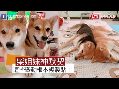 柴姐妹神默契 這些舉動根本複製貼上